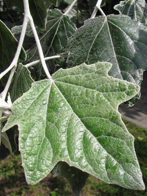 Topola biała (Populus alba) ang. White Poplar