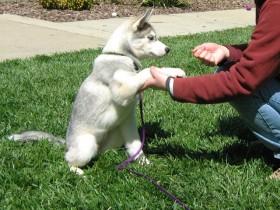 Best Siberian Husky Training Equipment