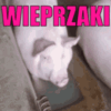 wieprzaki