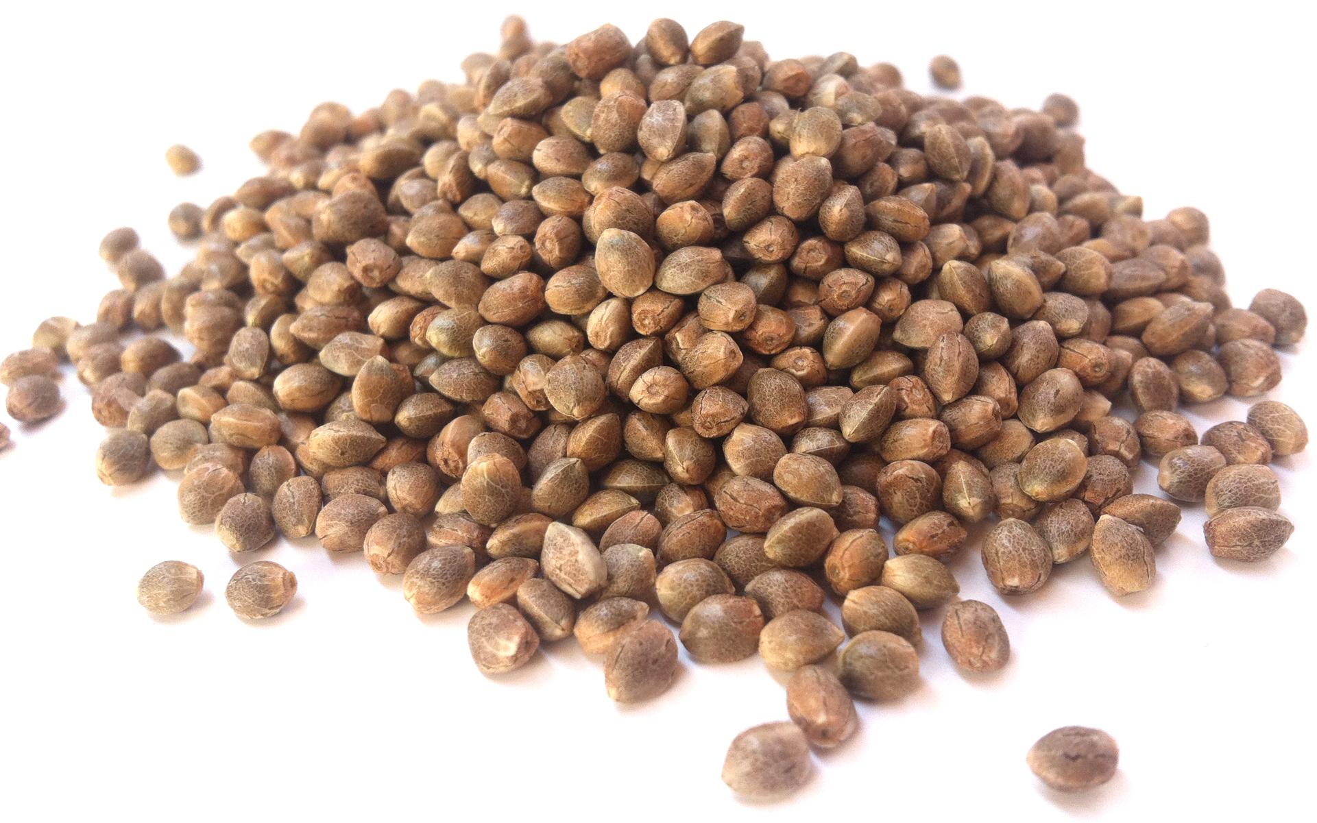 Marijuana Seeds USA