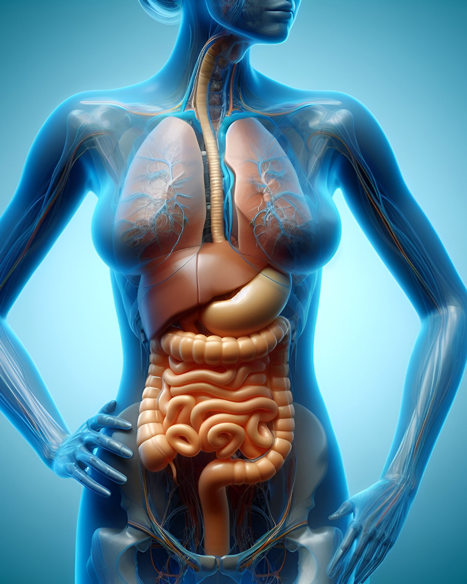 Transparent blue female torso showing lungs, stomach, liver and intestines in a medical anatomy illustration.