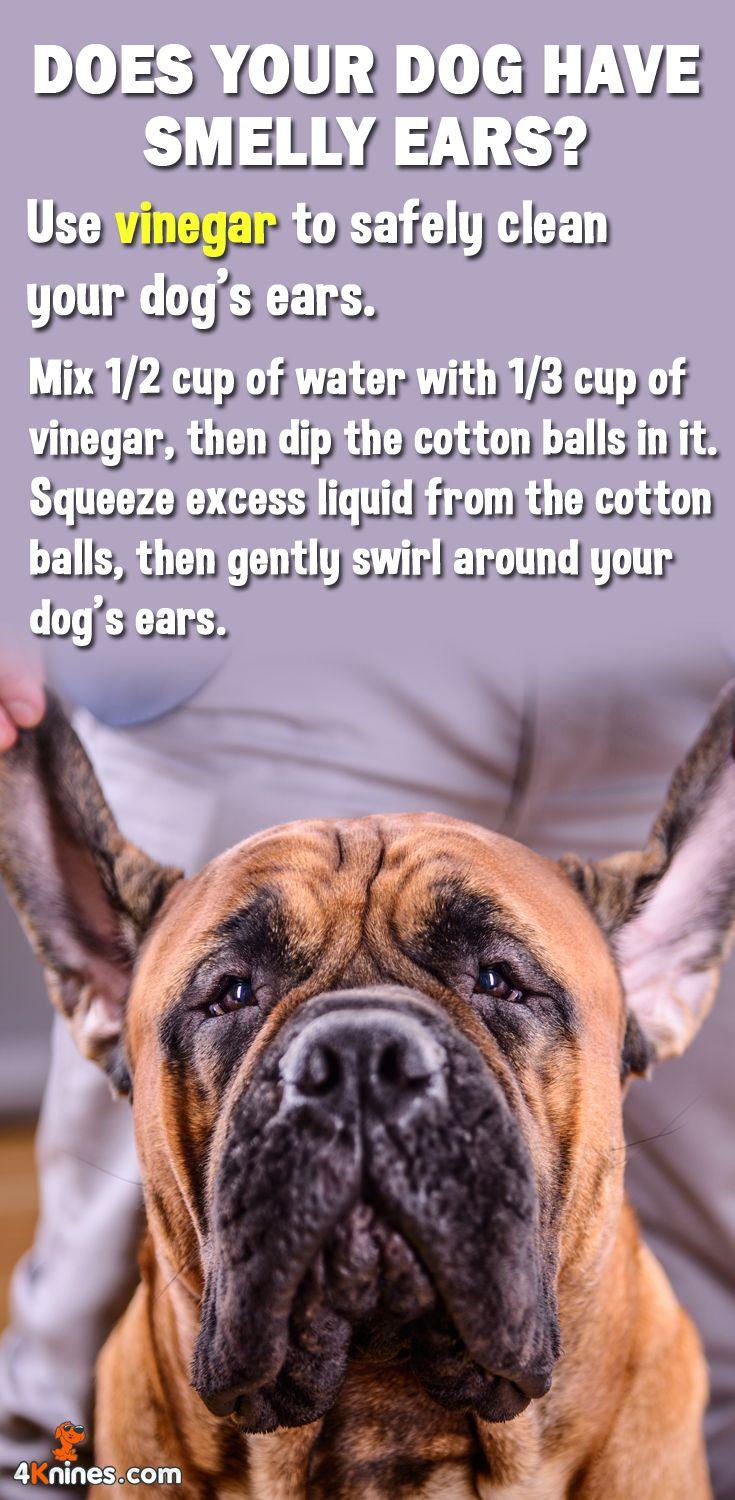 dog ear wax black