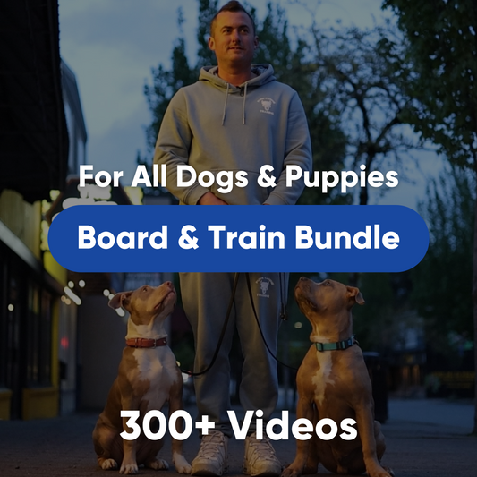 dog agility training