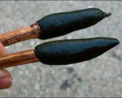 Photo: http://primitiveways.com/pine_pitch_stick.html  How to Make Pine Pitch