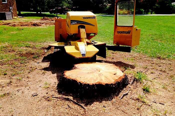 Tree Trimming