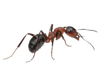 Ant.gif