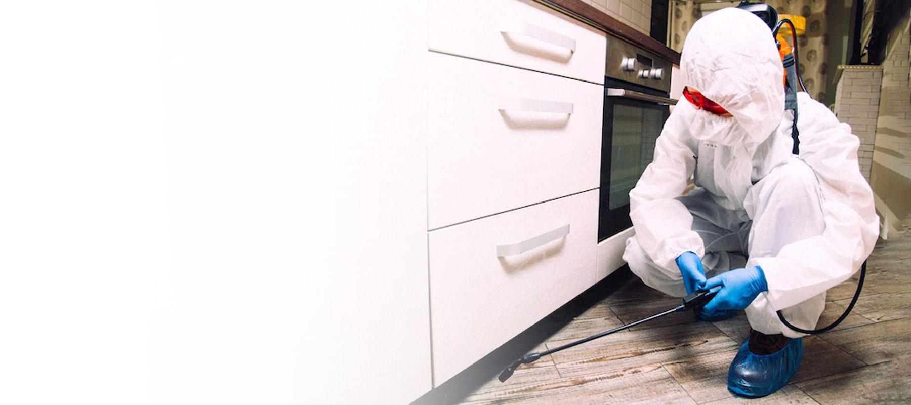 American cockroach control