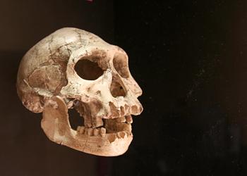 Crâne Homo georgicus