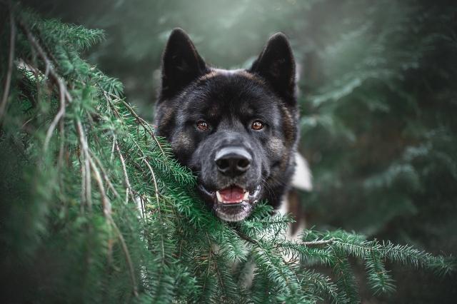 gear for advanced dog training