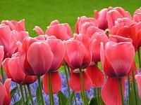 Holandia słynie z tulipanów