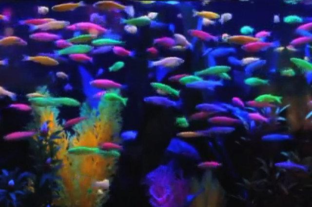 Glofish. Genetycznie modtyfikowane ryby z genami meduzy. Świecą w ciemności.