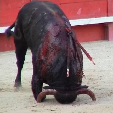 Zabijanie zwierząt przez hiszpańskich katolików !!!!