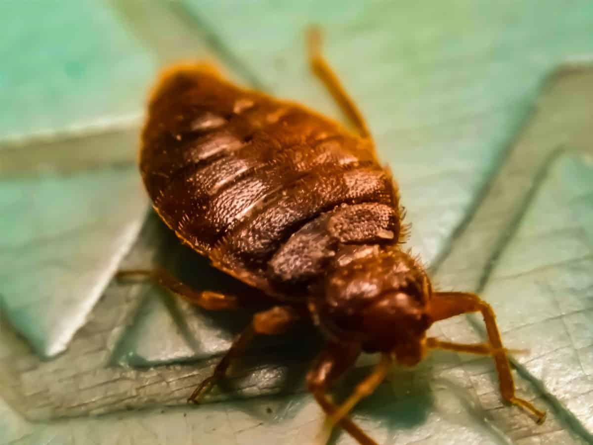 pest control specialists