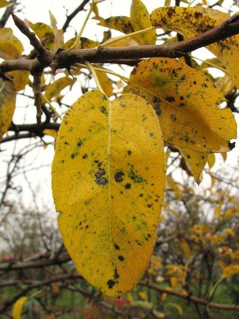 Grusza pospolita (Pyrus communis) ang. European Pear