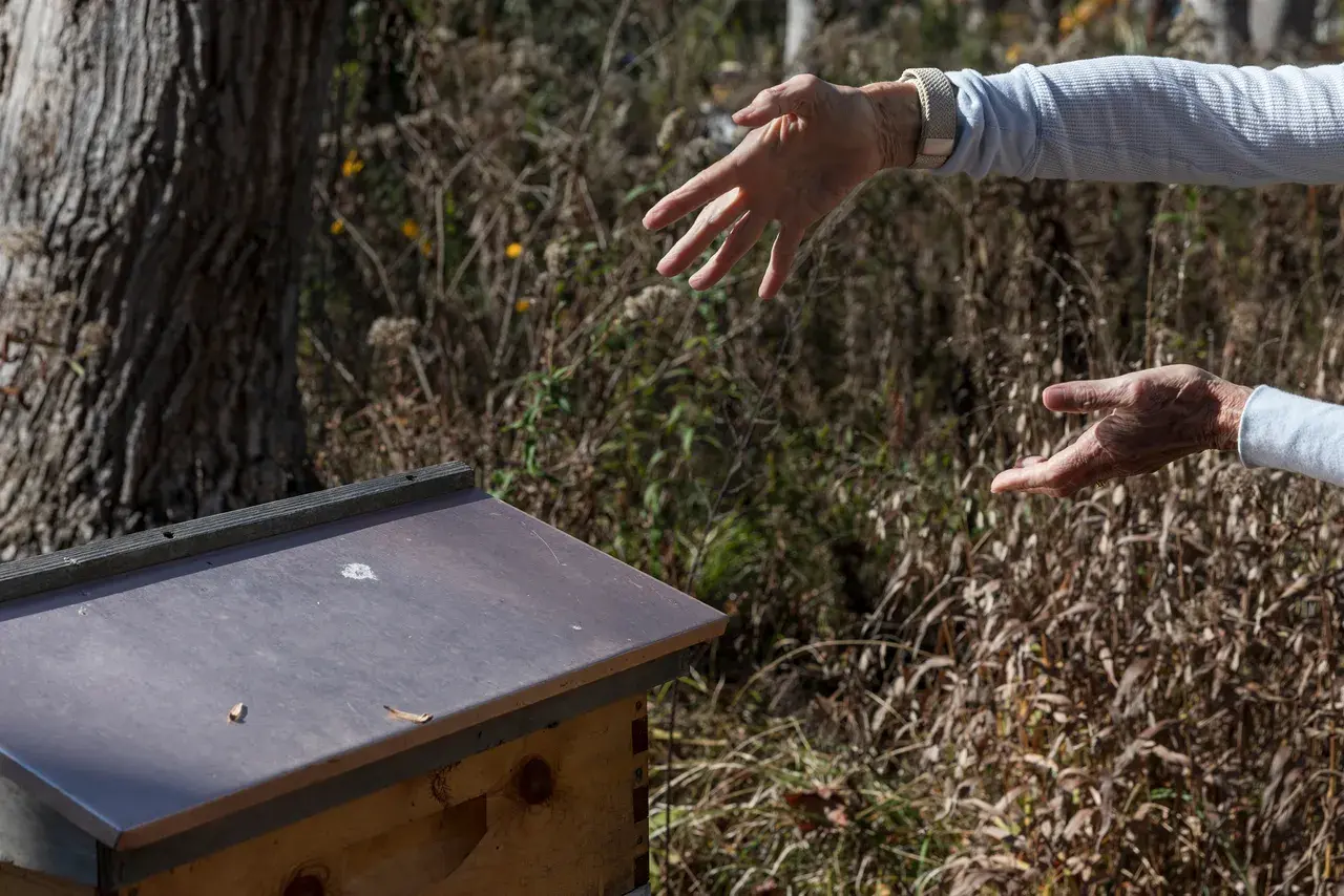 Amy Lindberg's hands near beehive in her backyard