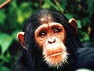 Chimp in Kibale Forest