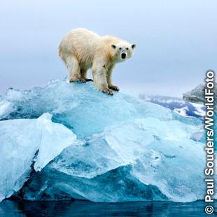 Niedźwiedź polarny na niewielkiej bryle lodu