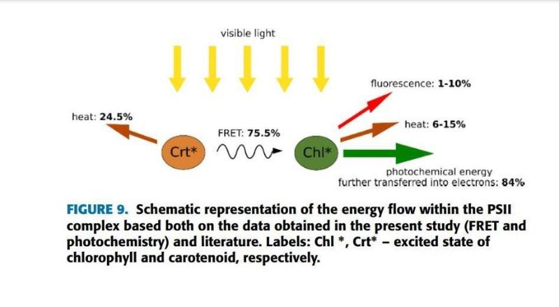 fretandphotochemistry1.jpg