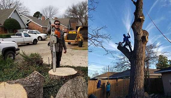 Tree Surgeon