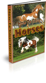 How To Raise Horses
