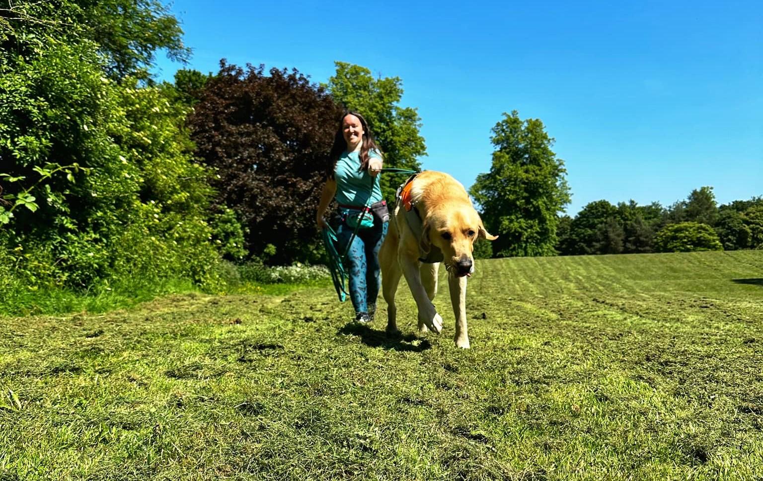 dog obedience tools