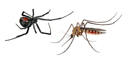 pest control service