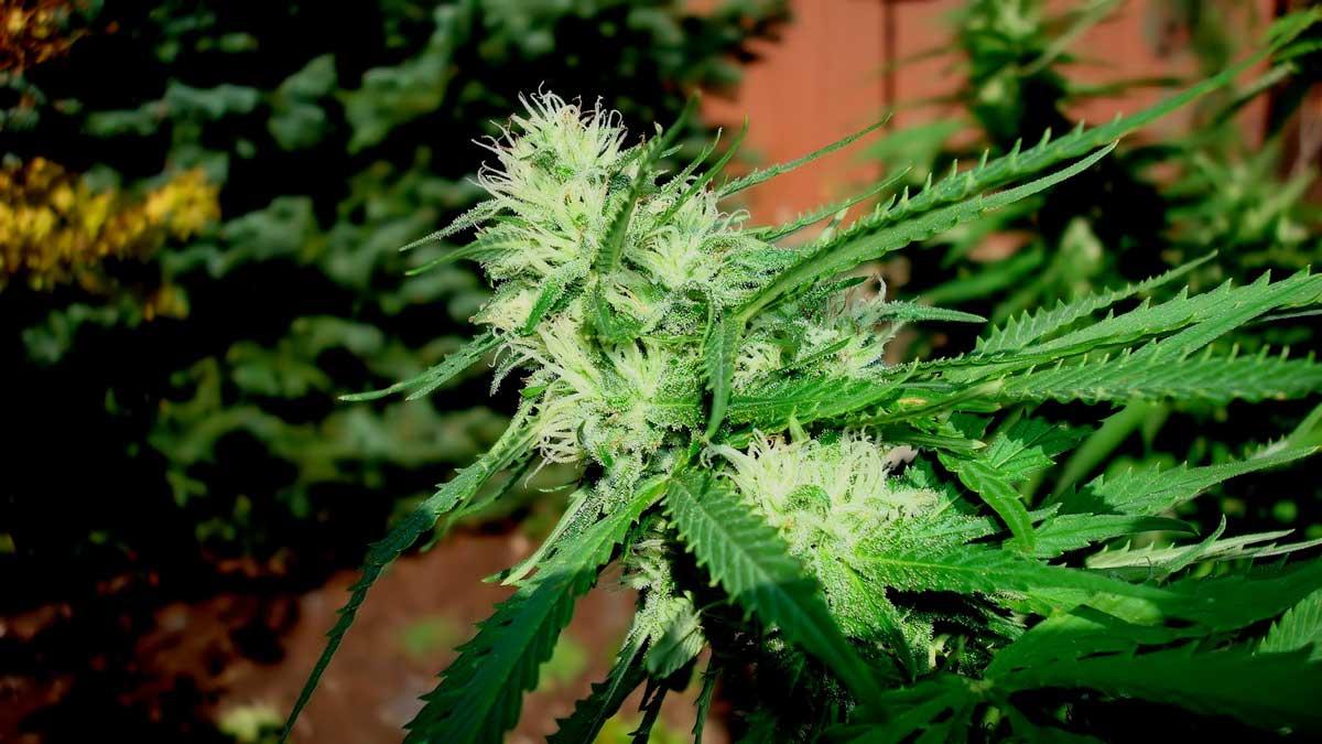 Pot Seeds USA