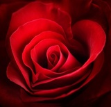 Róża symbolizująca serce otwarte na radość z życia