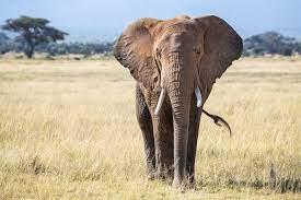 Słonie zagrożone wyginięciem. Możemy stracić wszystkie gatunki słoni
