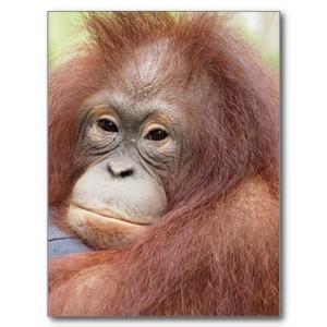 Smutny orangutan