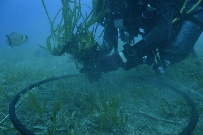Un plongeur replante un fragment de posidonie, à Beaulieu-sur-Mer (Alpes-Maritimes), le 6 septembre 2022.