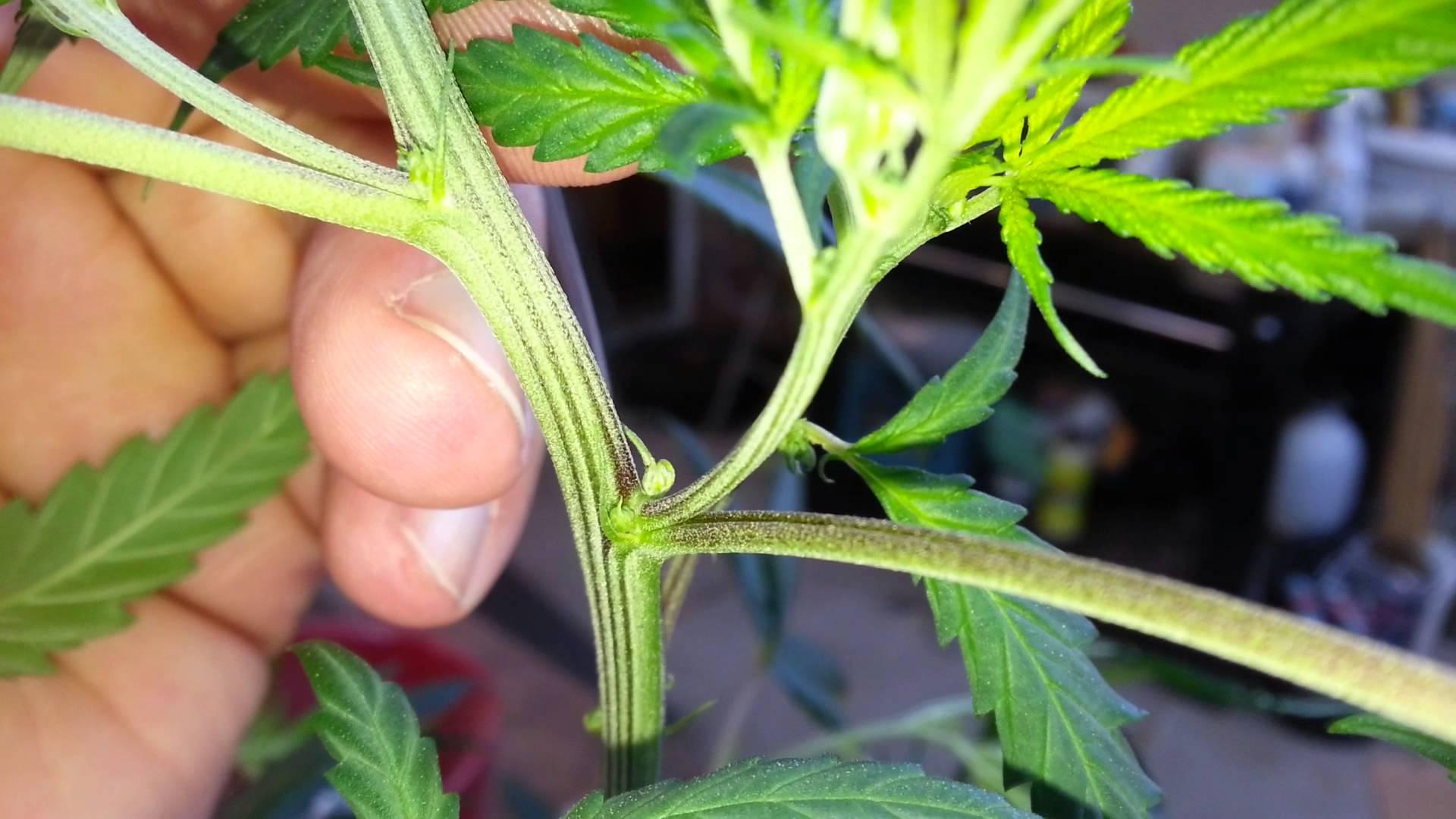 Marijuana Seeds For Sale