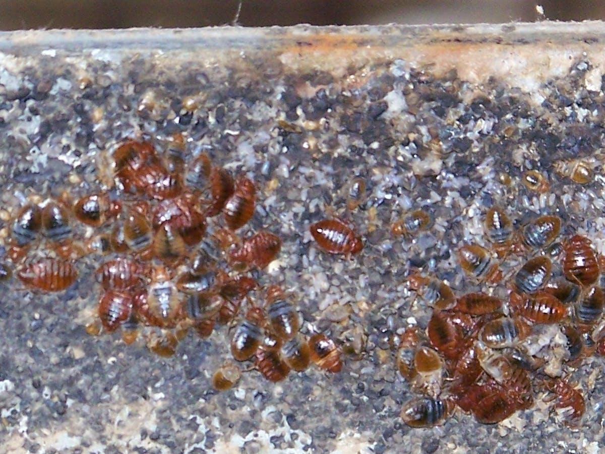 home pest control service