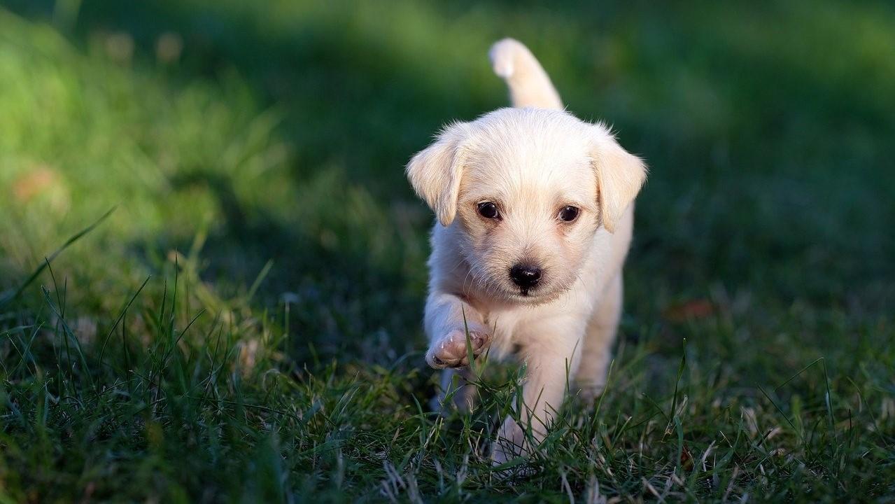 Things to Know Before You Adopt a Puppy | iAdopt