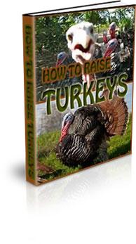 how to raise turkeys