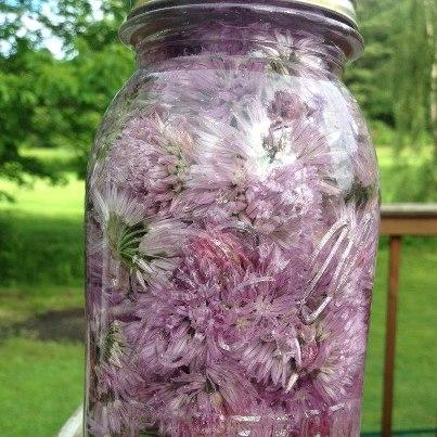 Photo: Chive Blossom Vinegar  Not only does it make an amazing vinegar for your salads and such but it looks really pretty as well. :))) As it sits, the vinegar will turn pink. :))   What You Need  - Mason Jar  - White Vinegar  - Chive Blossoms   Fill the jar about 3/4 of the way with Chive Blossoms. Make sure you rinse the blossoms in cold water to get off any dirt or bugs. Remove the green stems and try to use mainly flowers that are opened fully. Fill the jar with white distilled vinegar. Let it set for 2 - 3 weeks.
