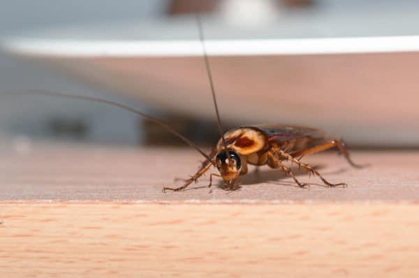pest control near me for bed bugs