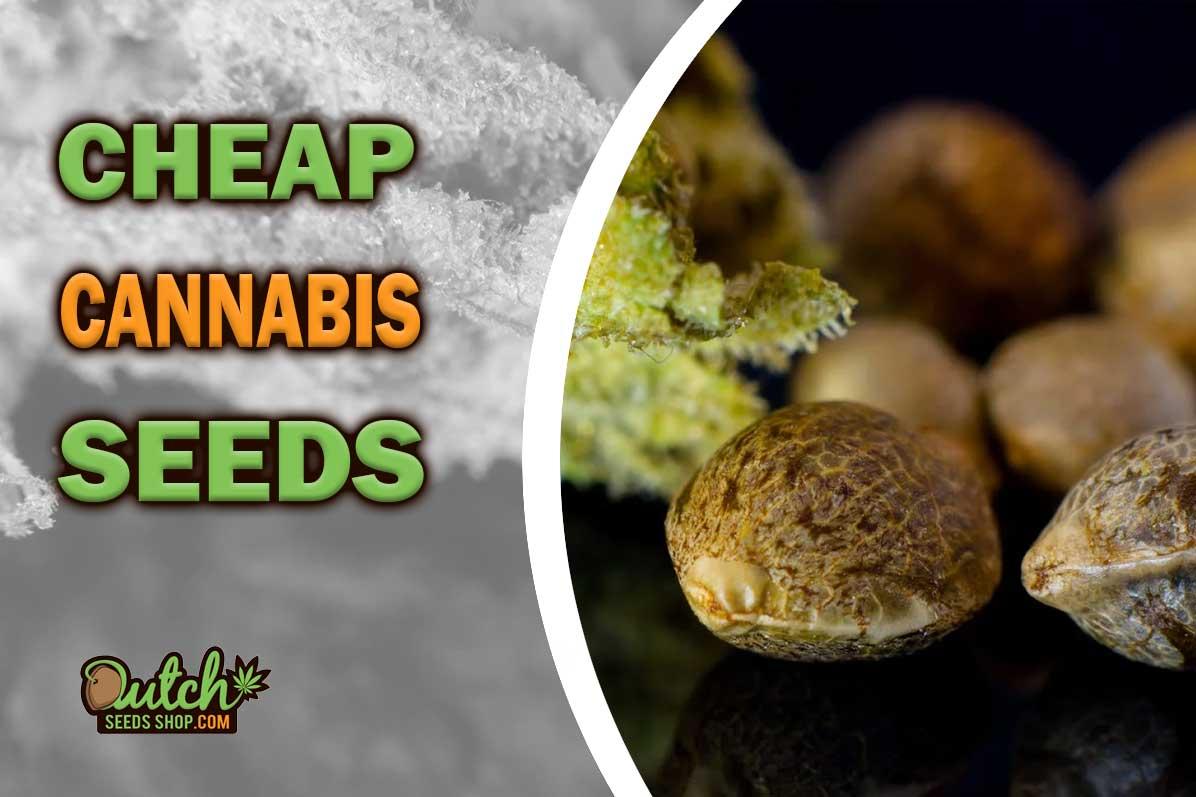 cheap cannabis seeds