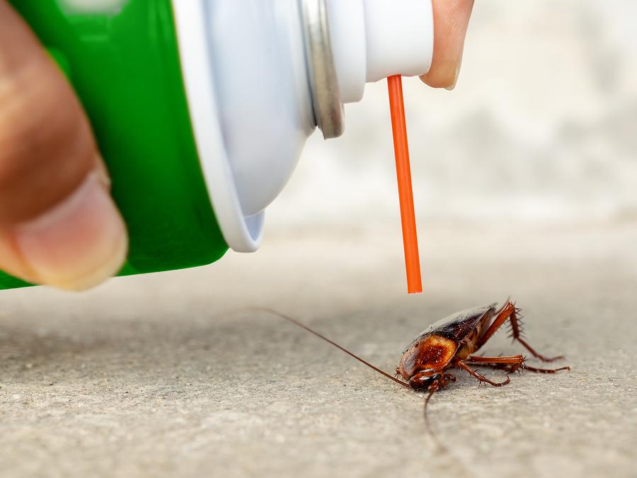 local pest control near me