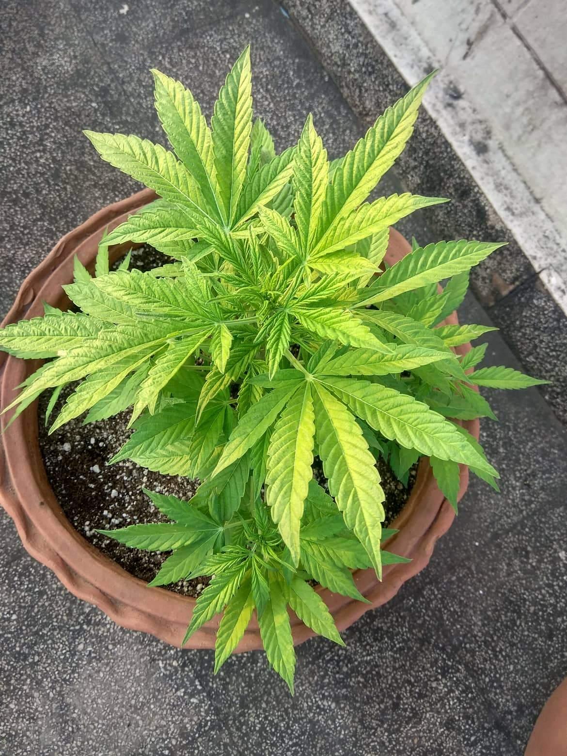 Autoflower Seeds