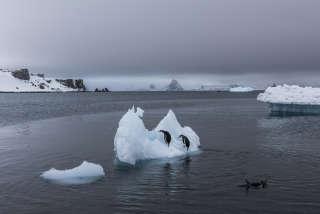 Des manchots sur un iceberg en fusion près de Villa Las Estrellas, village chilien de l’Antarctique, en 2015.