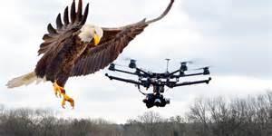 eagle_drone_pg_small.jpg