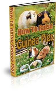 how to raise guinea pigs