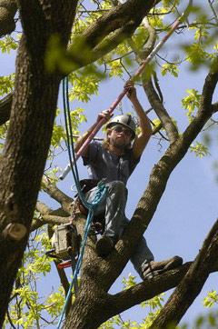 Tree Trimming