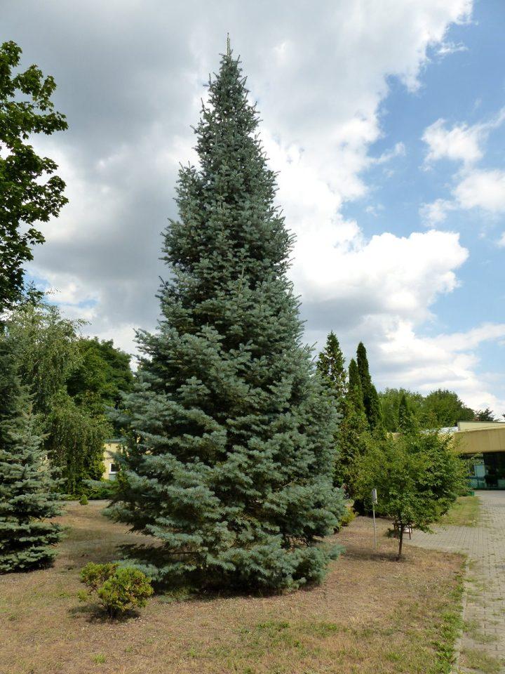 Jodła kalifornijska – Zielnik Łódzki