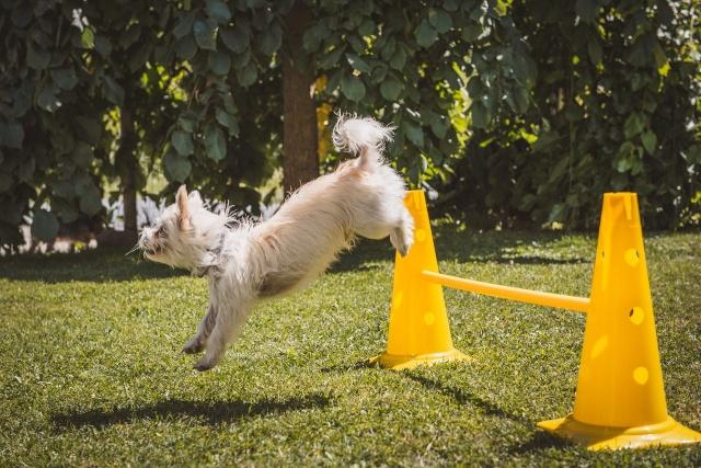 training solutions from Pure Dog Training