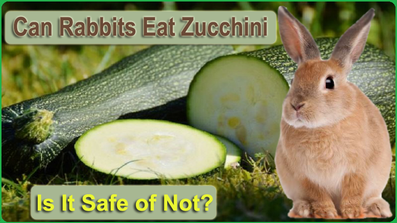 Can Rabbits Eat Zucchini