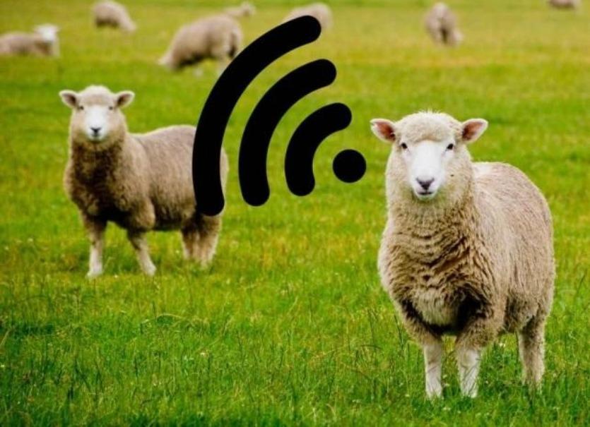 sheep-wifi
