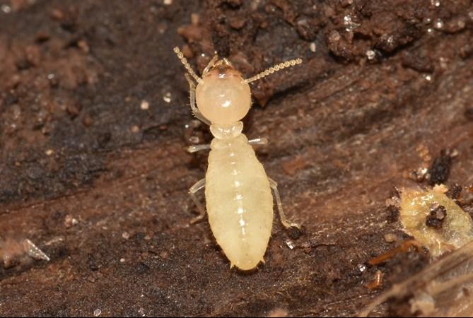 formosan-termite-worker-2.jpg?width=669&height=450