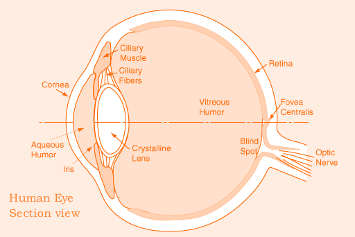 Cross-section of the human eye.